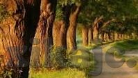 糖心vlog视频APP-糖心Vlog视频APP，记录生活中的美好瞬间